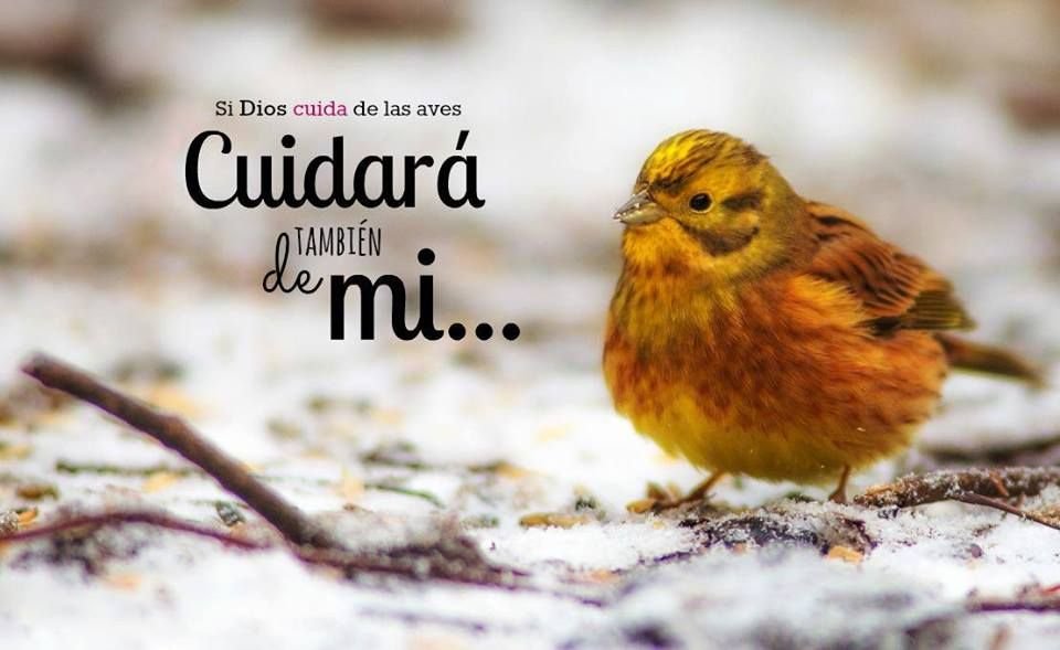 Si Dios cuida de las aves, cuanto más lo hará de ti